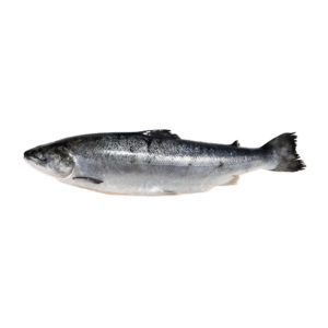 Salmone norvegese